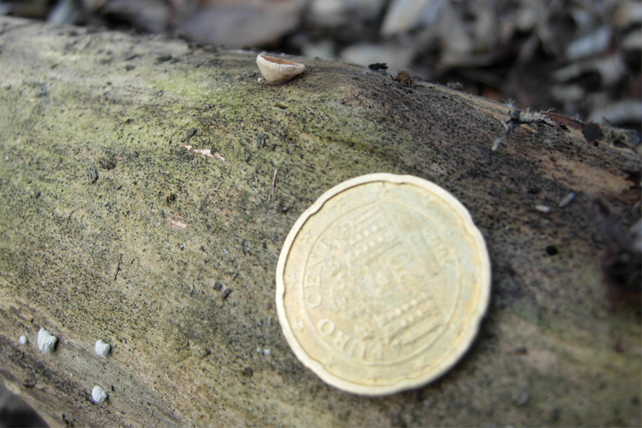Funghi del bosco golenale